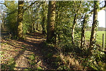 SU6011 : Path going east on southern edge of Goathouse Copse by Shazz