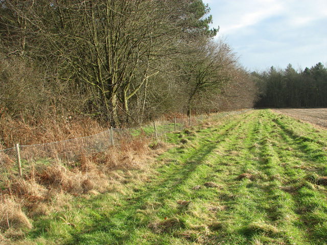 Farm track skirting Great Wood