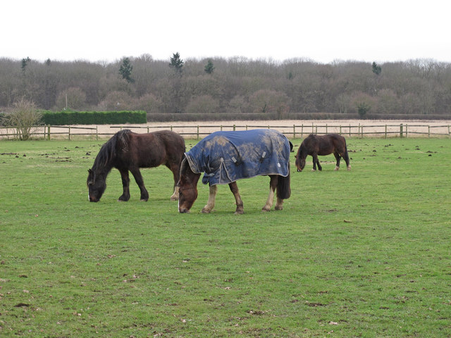 Horses in paddock, near Prince of Wales Rd, Great Totham