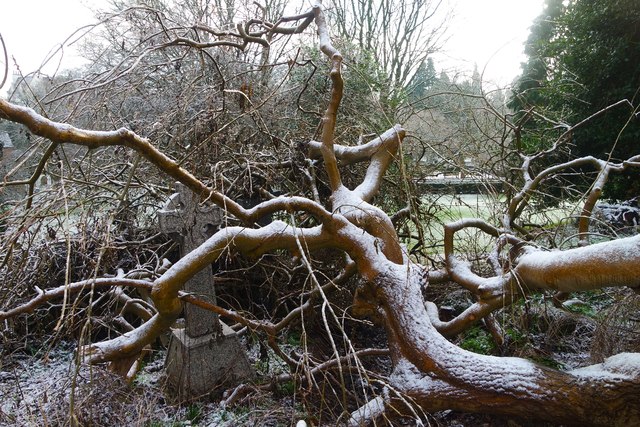 Fallen tree at Overleigh Cemetery
