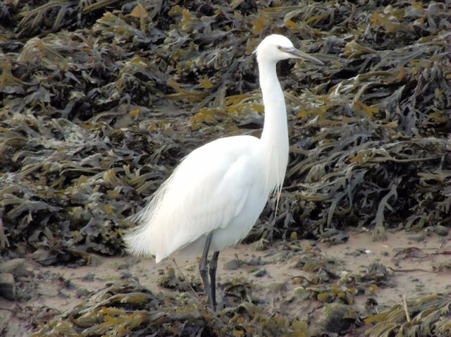 Little egret, the Floodgates, Newtownards - January 2015(1)