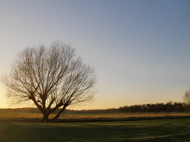 Pollard willow by Beverley Brook, January 2015