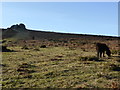SX7677 : Dartmoor pony - Haytor by Chris Allen