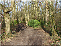 TQ0586 : Woods by the River Colne by Alan Hunt