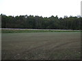 Woodland beyond Sheffield to Barnsley Railway