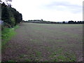 Farmland beside Wombwell Wood