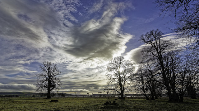 Trees in a field near Milntown Castle