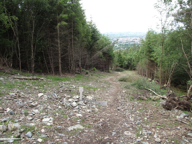 Clearing in the Donard Forest resulting from pipe laying for the Donard HEP pipeline