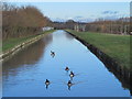 The New River north of Rye Road, EN11