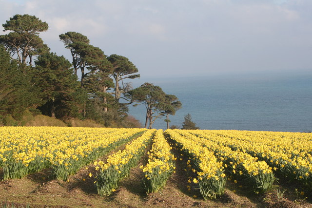 Rows of daffodils at Chenhalls