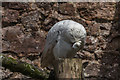 Snowy Owl, Muncaster Castle Owl Centre, Cumbria