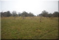 Scrubby grassland by the railway line