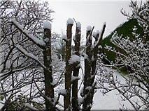 H4672 : Snow on branches, Omagh by Kenneth  Allen