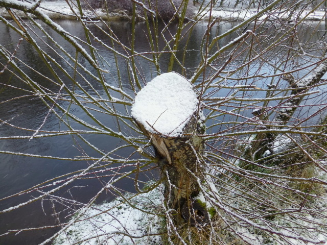 Snow clad tree stump, Mullaghmore