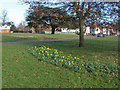 Early daffodils, Bellfields