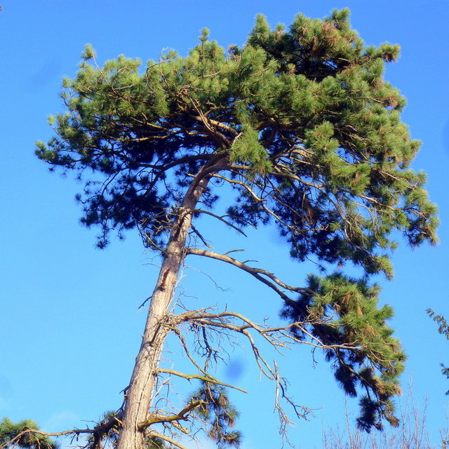 Scots pine что это