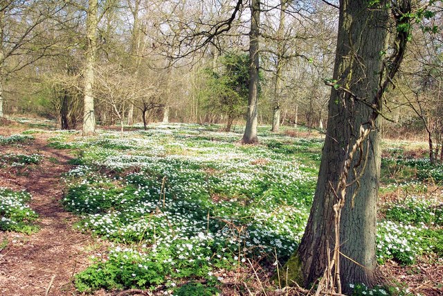 Wood anemones in Bourne Wood, Lincolnshire