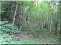 Rookery Coppice