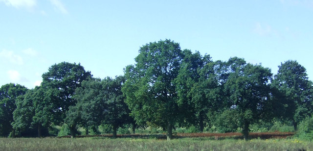 Line of trees, West Langton