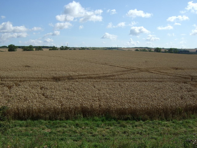 Crop field east of National Cycle Route 6