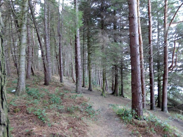 A walk in the woods at Langsett