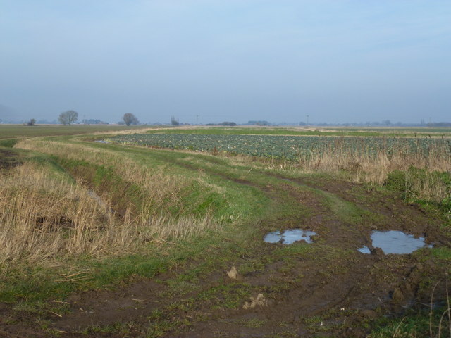 Farmland track off Blow's Lane near Sutterton