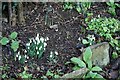 Snowdrops heralding Spring?