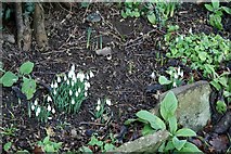 SJ3554 : Snowdrops heralding Spring? by Geoff Evans