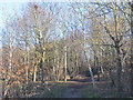 Woodland east of the New River south of Rye Common Pumping Station