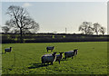 SP4791 : Sheep and pasture south of Sharnford by Mat Fascione