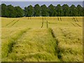 Farmland, Aspatria