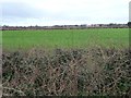 Farmland north of Chapel Street, Hillam