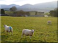 Pasture, Castle Sowerby