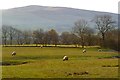 Pasture, Castle Sowerby