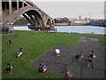 NT9952 : Ducks and the New Bridge, Tweedmouth by Graham Robson