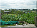 Allotments, Knight