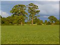 Farmland, St Cuthbert Without