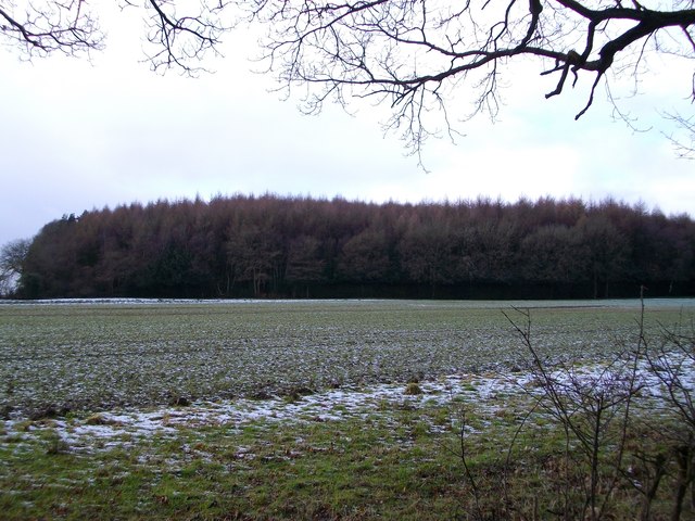 Roundhill Wood