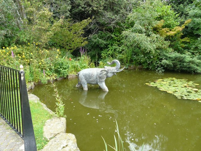 Elephant in a pond