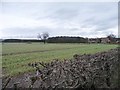 Houses off Landing Road, Gateforth