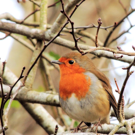 Robin, Minnowburn, Belfast (february © Albert Bridge Cc-by-sa 2.0 