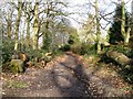 Bridleway, Sherrardspark Wood