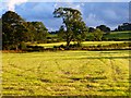 Farmland, Skelton