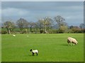 NY4539 : Pasture, Calthwaite, Hesket by Andrew Smith