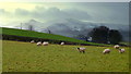 Pasture land north of Plas-celyn, 2015