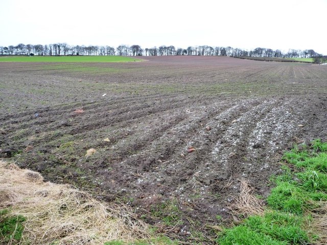 Greening field with a patch of snow, east of Church Lane