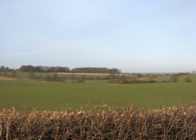 Over the hedge towards Westley Bottom Road