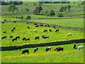 Pasture, Penrith