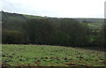 Rough grazing, Forder Bridge