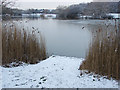 Fishing jetty, Goldsworth Park Lake